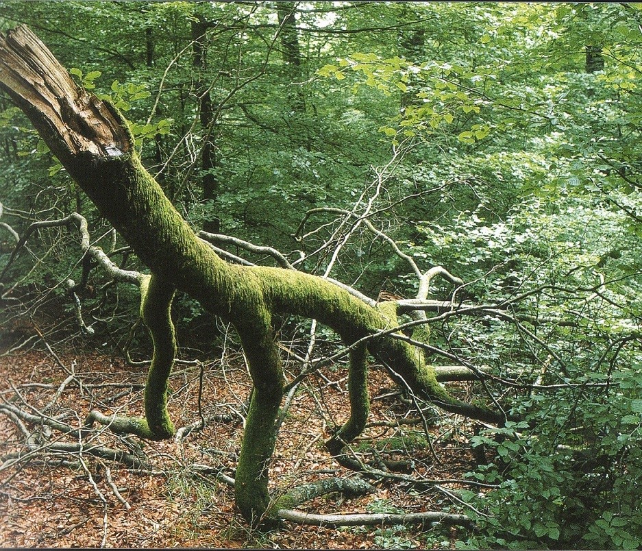 Visite Guidée des Serres du Jardon Botanique