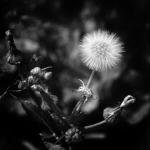 Martine Dumoulin
